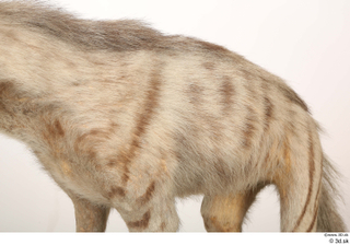 Striped Hyena Hyaena hyaena back chest 0002.jpg